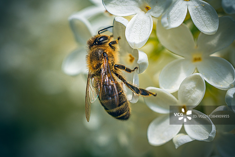 瑞士圣加仑花丛中的蜜蜂特写图片素材