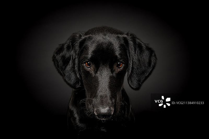 黑色背景下的拉布拉多寻回犬特写图片素材