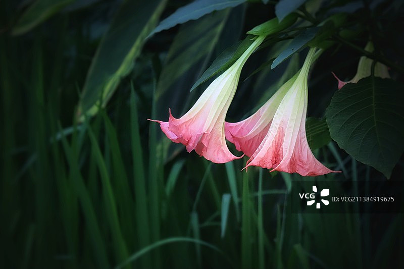 粉红色开花植物特写镜头—曼陀罗图片素材