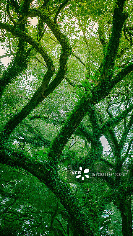 香樟树图片素材