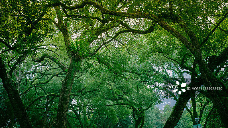 香樟树图片素材