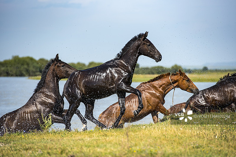 新疆昭苏骏马图片素材