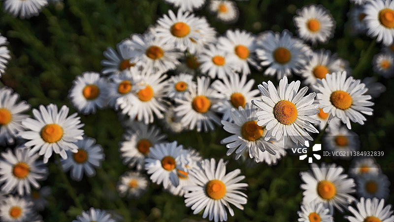 层叠之美的雏菊图片素材