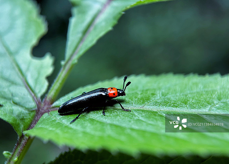 叶上昆虫特写镜头图片素材