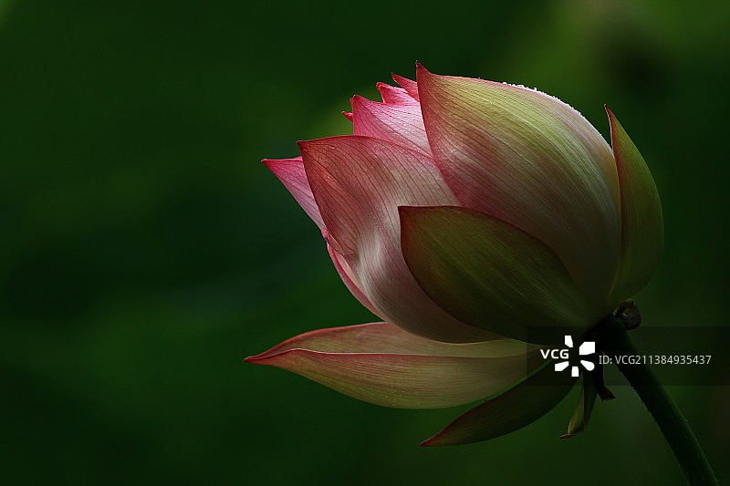 夏季正在开放的一朵粉红色荷花图片素材