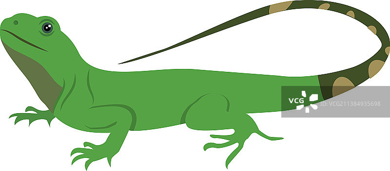 壁虎科图片素材