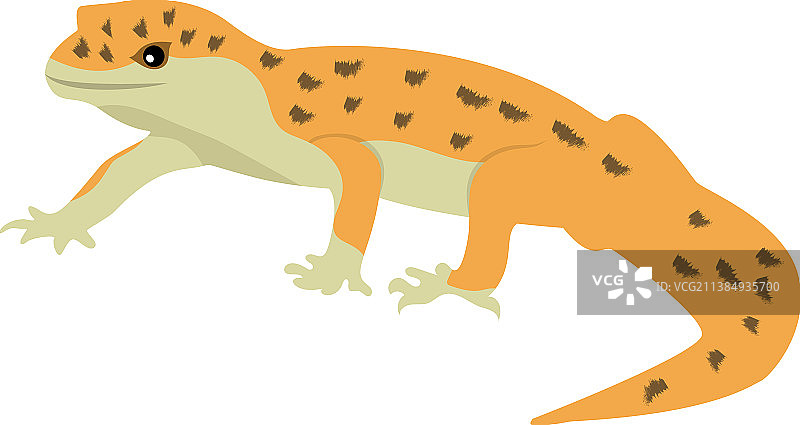 有鳞动物图片素材