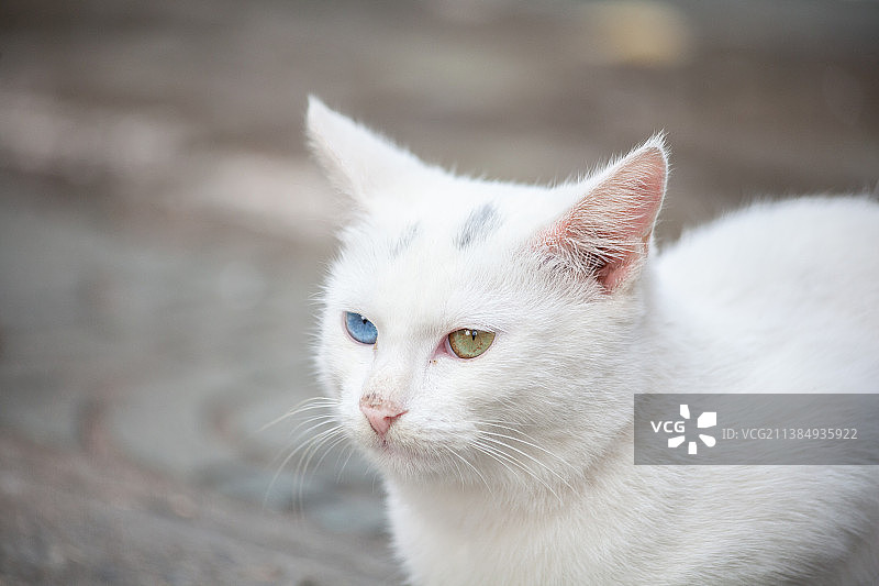 猫的特写肖像图片素材