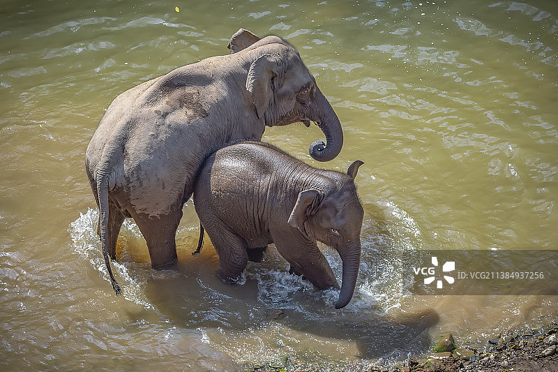 野生亚洲象图片素材
