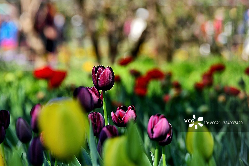 郁金香图片素材