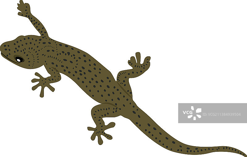 石龙子图片素材