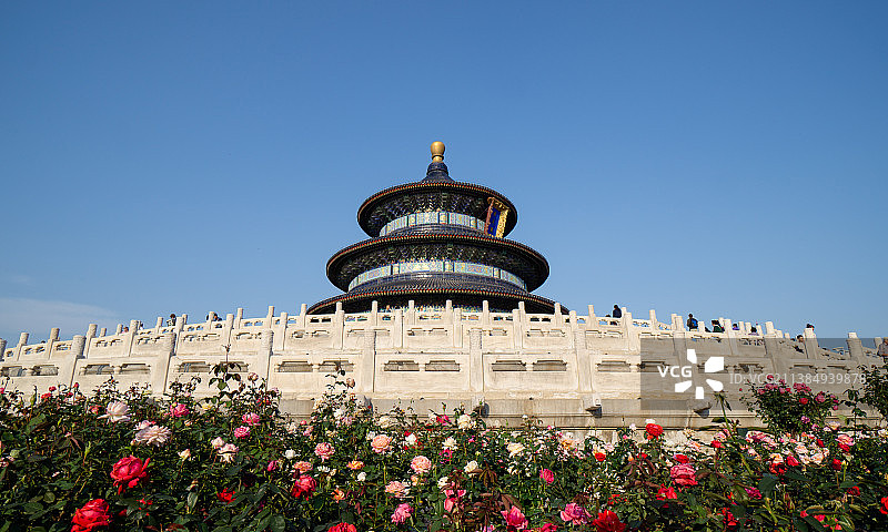 天坛-月季图片素材