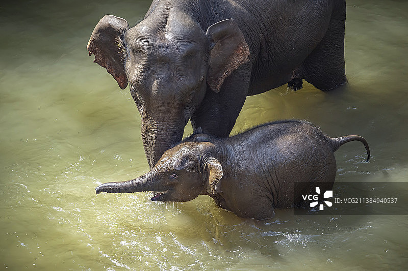 野生亚洲象图片素材