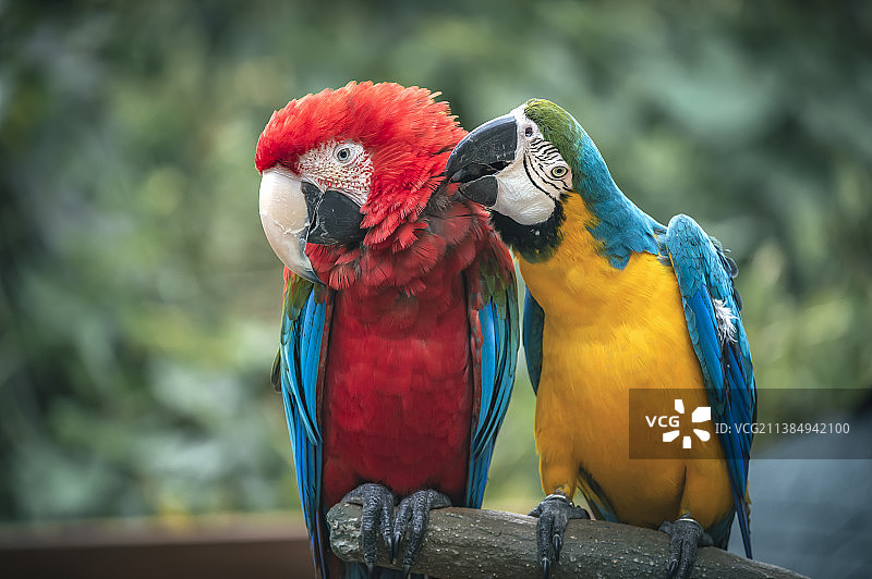 金刚鹦鹉图片素材