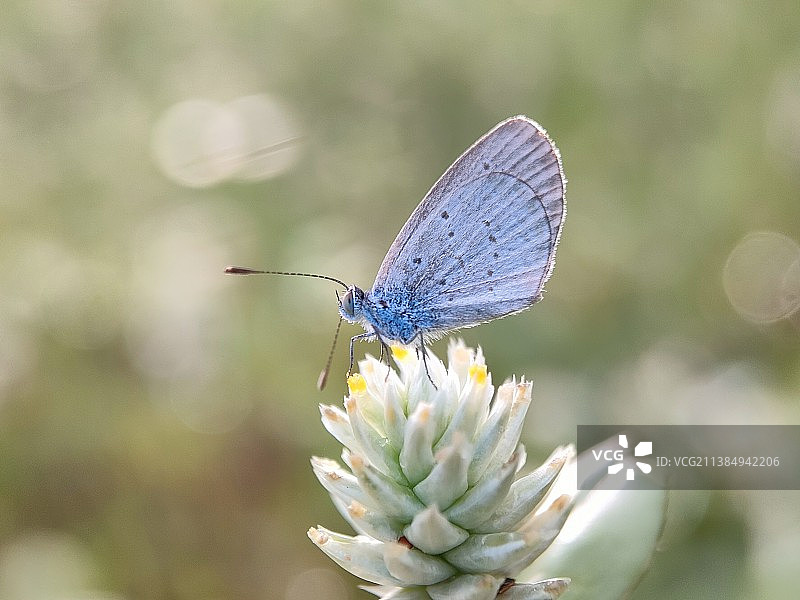 蝶恋花图片素材