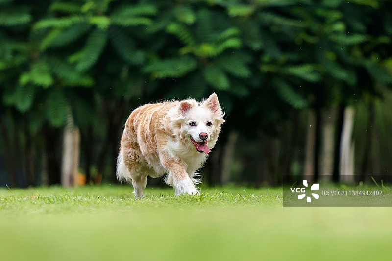 嬉戏的边境牧羊犬图片素材