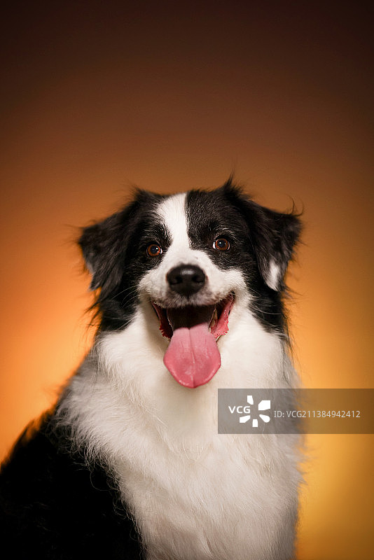 嬉戏的边境牧羊犬图片素材