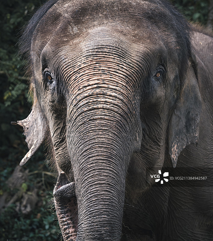 亚洲象图片素材
