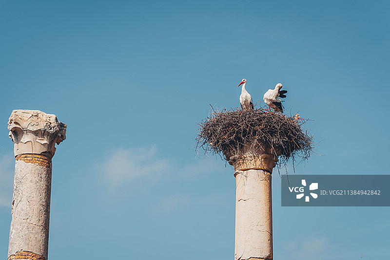摩洛哥的遗迹建筑上的鸟窝图片素材