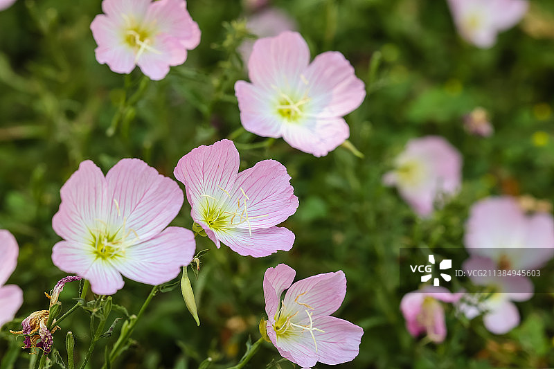 植物美丽月见草花开图片素材
