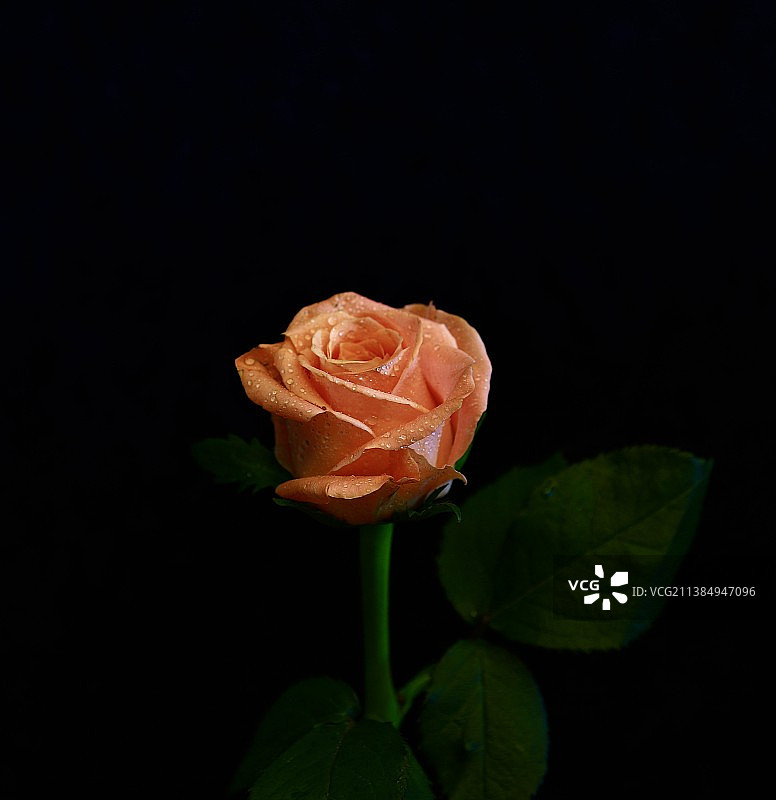 黑色背景下玫瑰的特写镜头Close-up of roses on a black backgroun图片素材