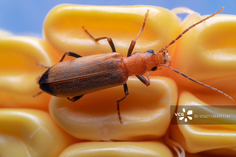 玉米上昆虫特写镜头图片素材