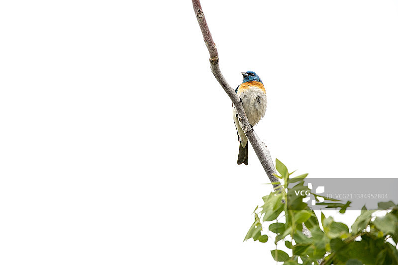 美国，靛蓝彩鹀栖息在光秃秃的树枝上的低角度特写图片素材