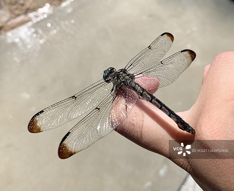 蜻蜓，手上的蜻蜓特写图片素材