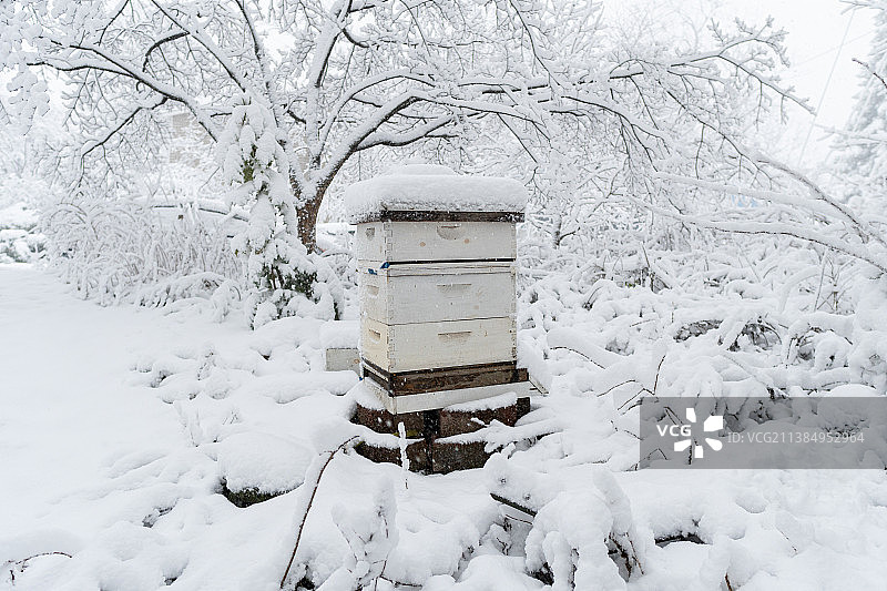 雪地里的蜂巢，雪覆盖的树木景观图片素材
