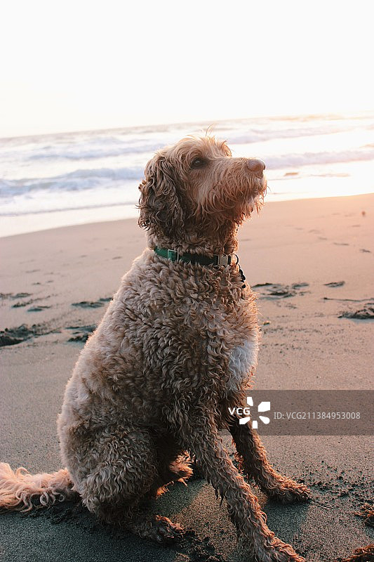 日落时分在海滩上的可爱金毛贵宾犬，加利福尼亚州，美国图片素材