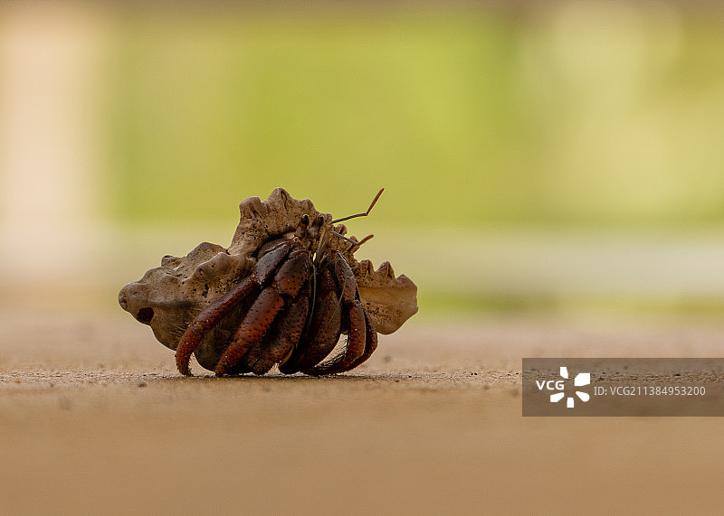 叶子上昆虫的特写，巴哈马群岛棕榈岬北图片素材