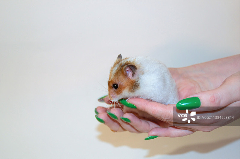 手臂上的棕白色仓鼠，白色背景图片素材