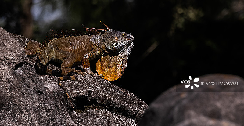 岩石上鬣蜥的特写图片素材