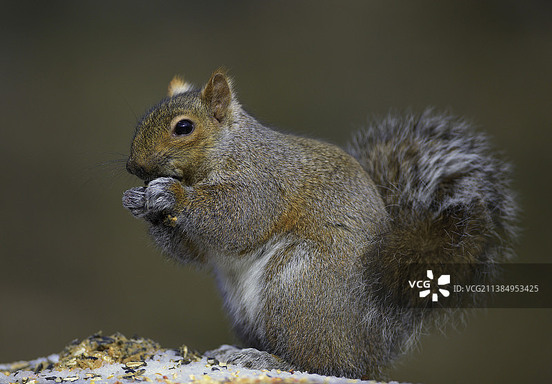 灰松鼠在岩石上吃花生的特写图片素材