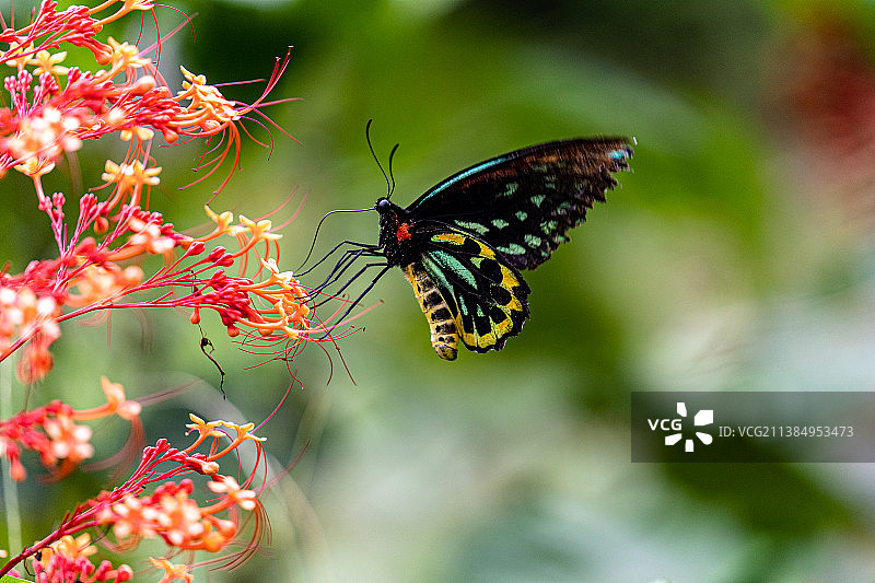 蝴蝶在花上授粉特写，澳大利亚昆士兰州扬加布拉图片素材