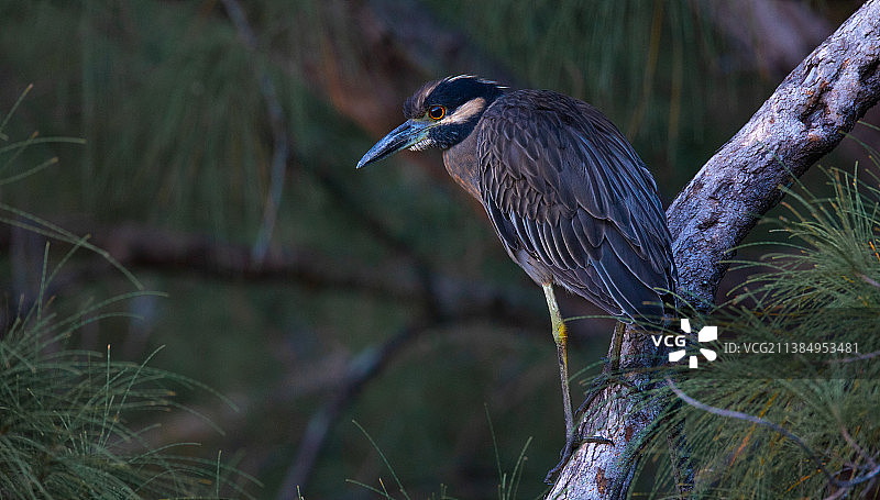 苍鹭栖息在树上的特写图片素材