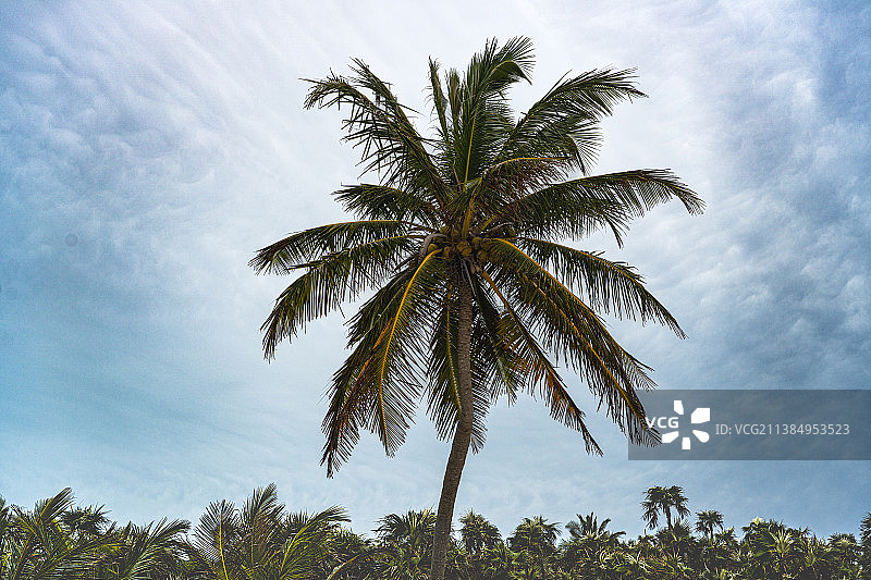 天空下的棕榈树低角度视图图片素材