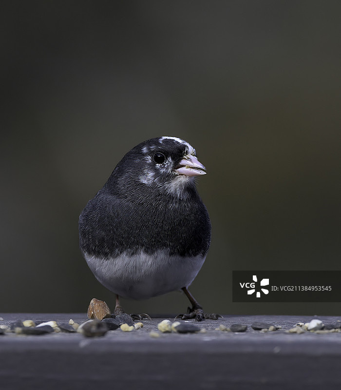 栖息在挡土墙上的深色鲈鱼特写图片素材