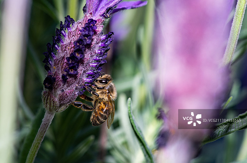 蜜蜂，紫色花朵上的蜜蜂特写，澳大利亚维多利亚州德罗玛纳图片素材