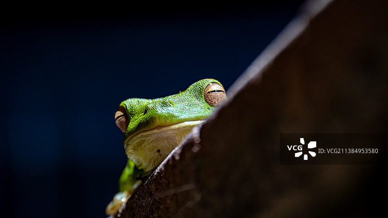 等待晚餐的绿树蛙，澳大利亚昆士兰州凯恩斯图片素材