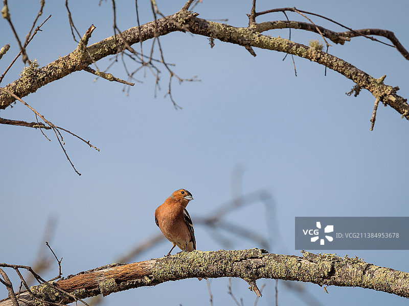 西班牙鸟儿栖息树枝仰视景观图片素材