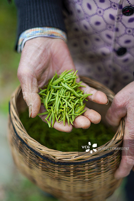 采春茶的人图片素材