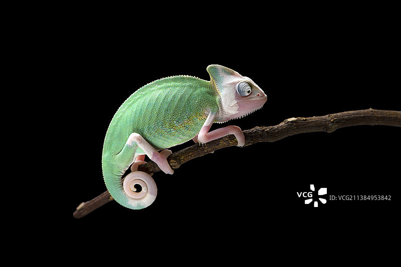 患有白癜风的面纱变色龙，黑色背景图片素材