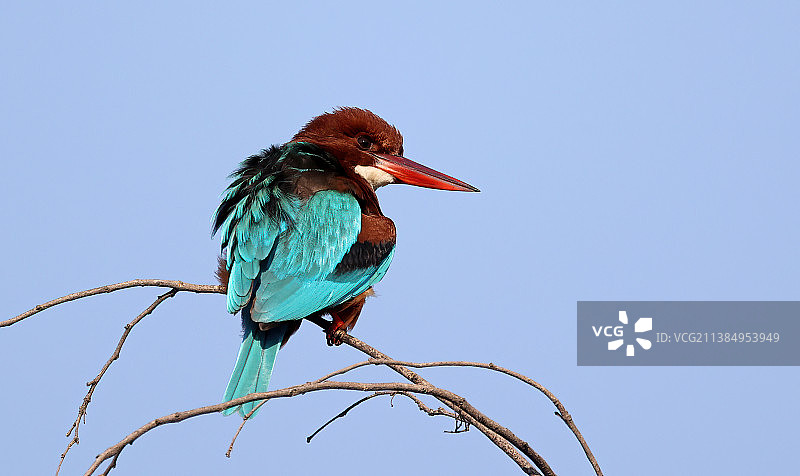 白喉翡翠的情绪：翠鸟栖息在树枝上，背景是湛蓝的天空，近距离拍摄，印度哈里亚纳邦班奇库拉图片素材