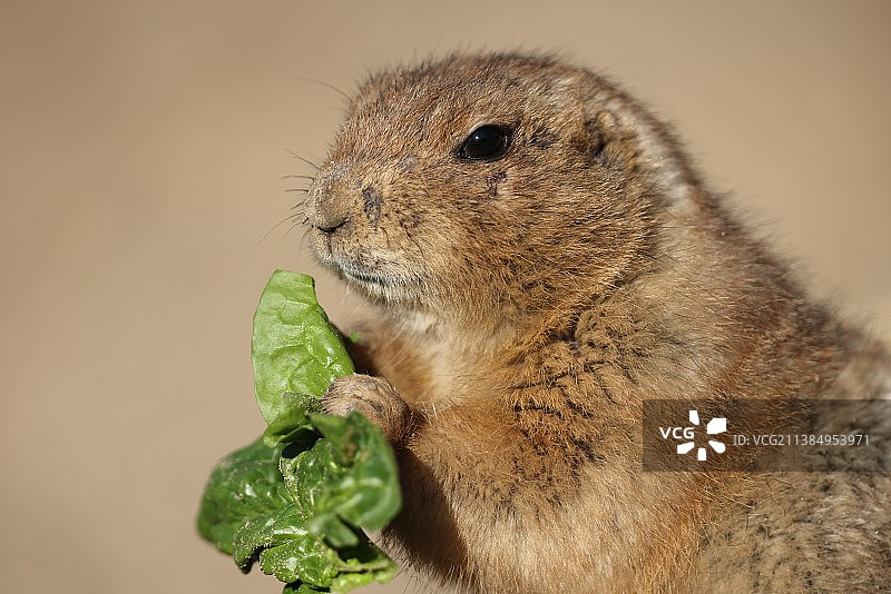 哈根贝克动物园：黑尾土拨鼠特写，德国汉堡图片素材