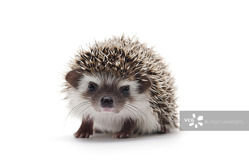 非洲迷你刺猬特写，白色背景图片素材