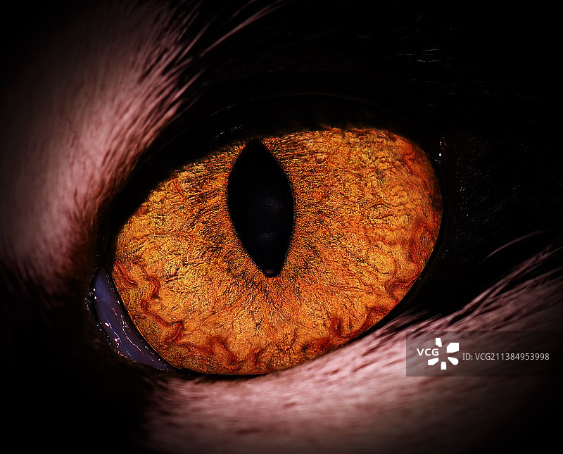橙色猫眼特写图片素材