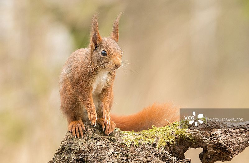 比利时树干上的松鼠特写图片素材