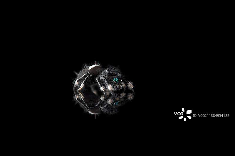 黑背景上的跳蛛，俄罗斯图片素材