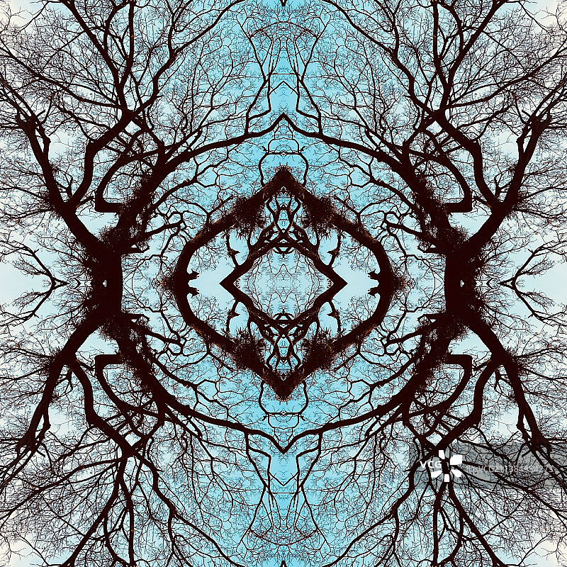 印度天空下光秃的树木仰视角度图片素材